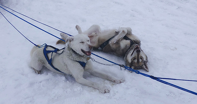 Husky dogs Svalbard by Kelsey Camacho