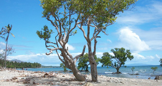 Sugud Mangroves, Philippines © Hannah Stuart-Leach