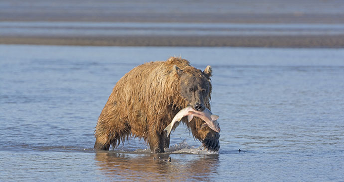 Grizzly bear salmon Alaska by Steven Prorak, Dreamstime, greatest wildlife encounters 