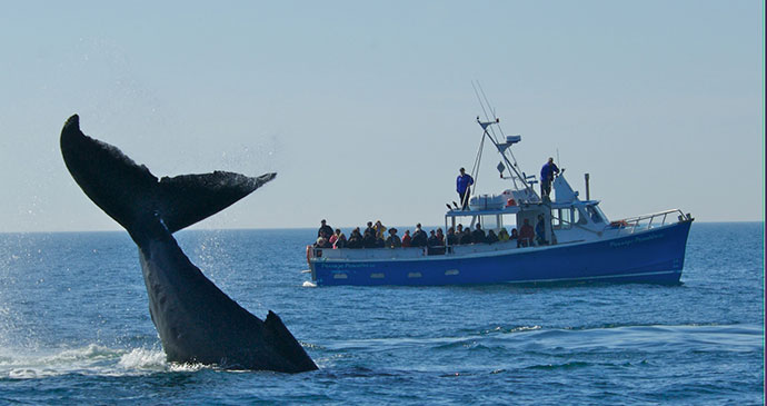 Whale watching Digby Neck Nova Scotia Canada by Nova Scotia Tourist Board, greatest wildlife encounters