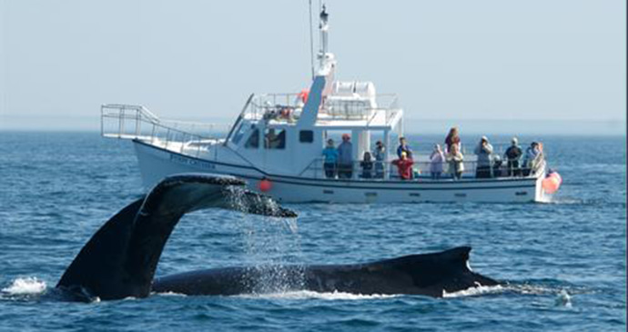 whalewatching, bay of fundy, nova scotia by tourism nova scotia
