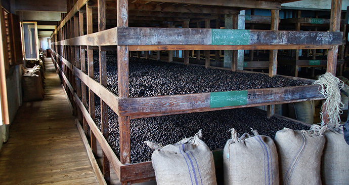 Drying nutmeg at the Gouyave nutmeg processing pool Grenada by Przemyslaw Skibinski Shutterstock