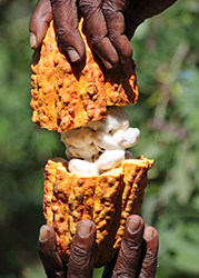 Man cocoa pod by CKP1001 Shutterstock