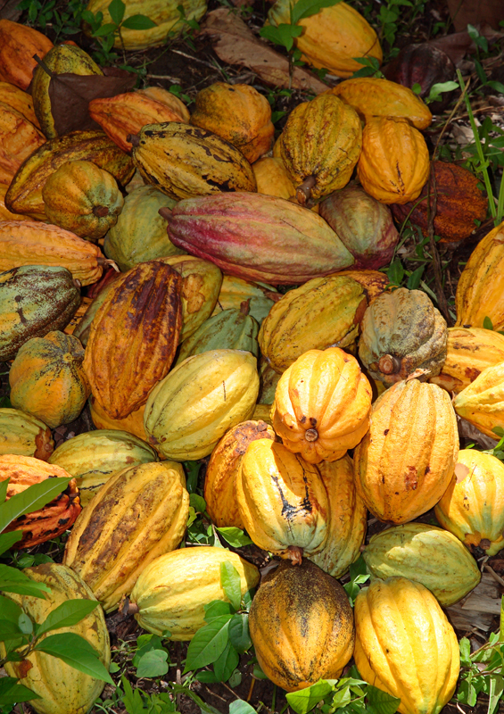 Cocoa, Grenada by Celia Sorhaindo