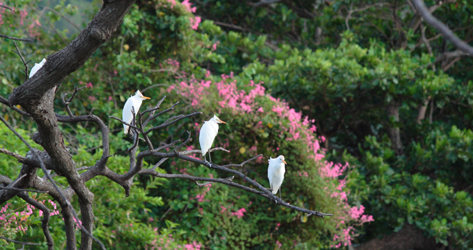 Egrets, Hillsborough Botanical Gardens, Grenada by Celia Sorhaindo