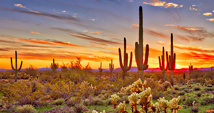 Sonoran Desert Maricopa Sunset Limited USA by Anton Foltin, Shutterstock