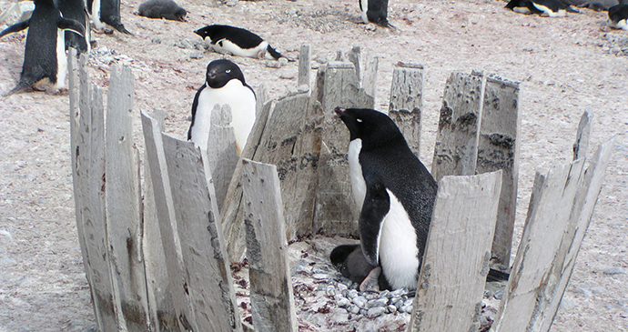 Adelie penguin Antarctica Tony Soper