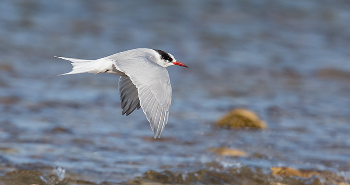 Antarctic tern Antarctica by Andrew M Allport Shutterstock