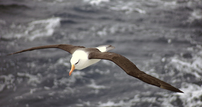 Black browed albatross Antarctica by Tony Soper