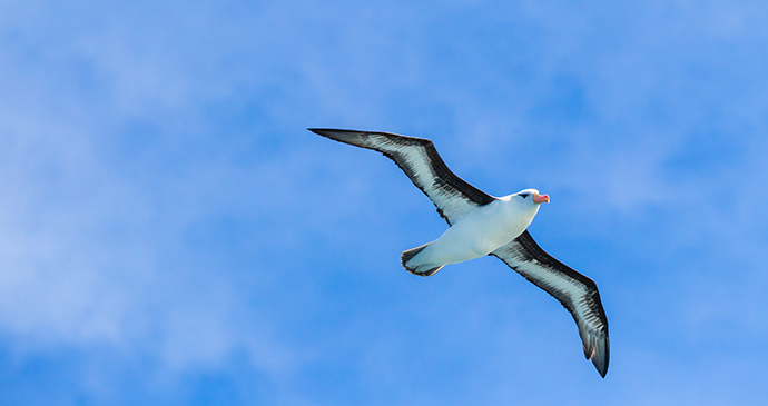 Black browed albatross Antarctica by jo Crebbin, Shutterstock