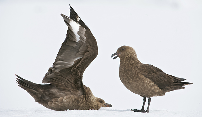 Brown skua Antarctica Enrique Aguirre, Shutterstock