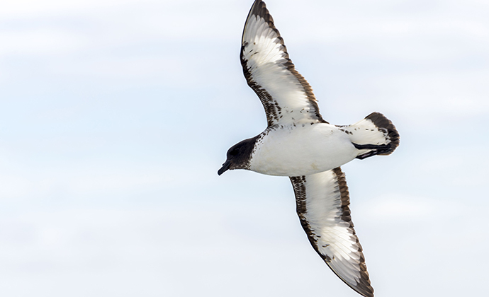 Cape petrel Antarctica by Alexey Seafarer, Shutterstokc