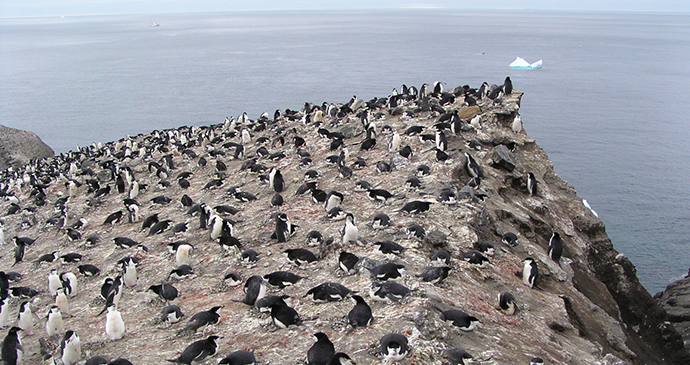 Chinstrap penguin Halfmoon Island Antartica by Tony Soper