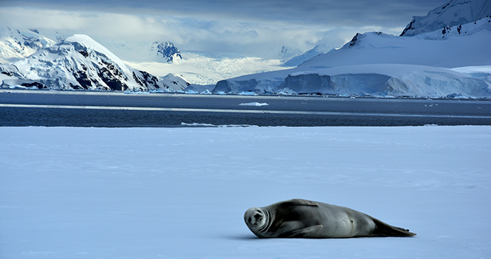 Crabeater seal Antarctica by K Ireland, Shutterstock