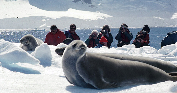 Crabeater seal Antarctica by Tony Soper