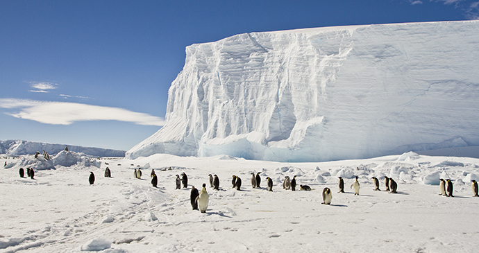 Emperor penguins Antarctica by Sergey 402 Shutterstock