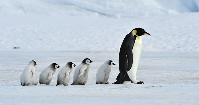 Emperor penguin Antarctica by vladsilver, Shutterstock