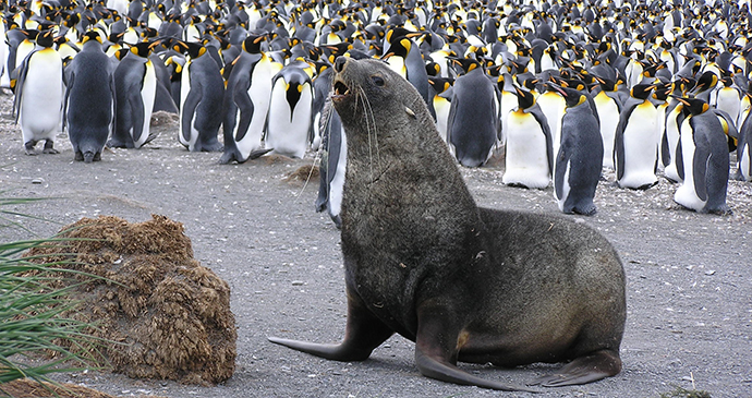 Fur seal Antarctica © Tony Soper