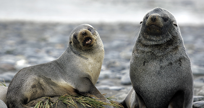 Fur seal Antarctica © Moritz Buchty, Shutterstock