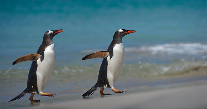 Gentoo penguin Antarctica by JeremyRichards Shutterstock