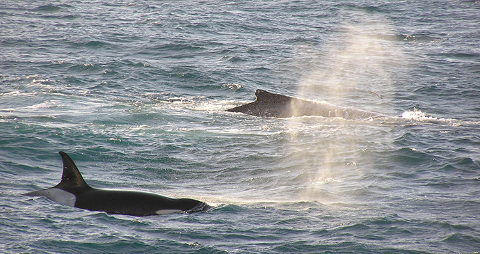 Killer whale chasing humpback Antarctica Tony Soper