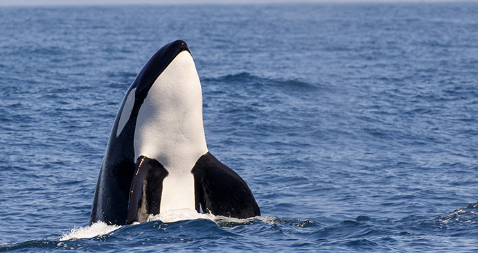 Killer whale Antarctica by Tory Kallman, Shutterstock