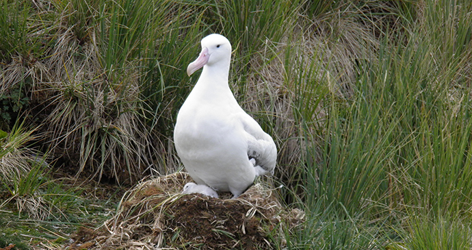 Wandering albatross Prion Island Antarctica by Tony Soper