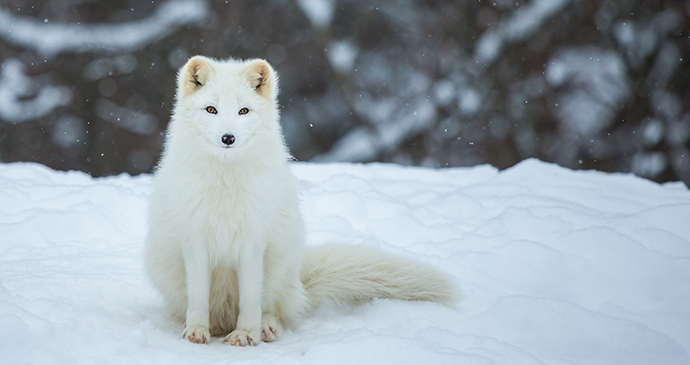 Arctic fox The Arctic by Glass and Nature Shutterstock