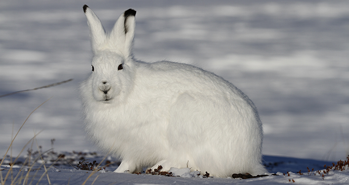 Arctic hare The Arctic by Sophia Granchinho Shutterstock