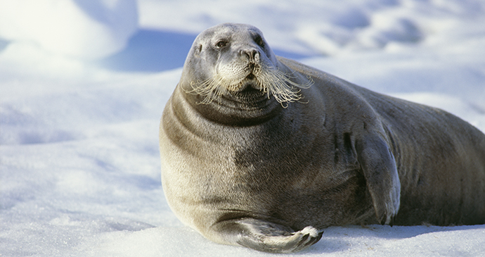 Bearded seal The Arctic by BMJ Shutterstock 