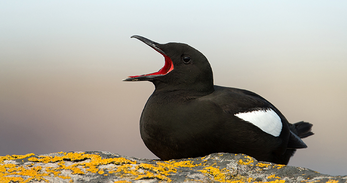 Black guillemot The Arctic by Giedriius Shutterstock