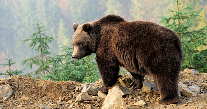 Brown bear The arctic by Volodymyr Burdiak Shutterstock
