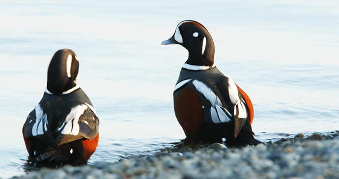 Harlequin ducks Bering Sea the Arctic by tryton2011 Shutterstock