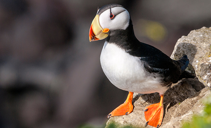 Horned puffin Bering Sea Arctic by Nick Pecker Shutterstock