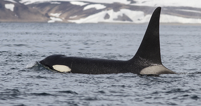 Killer whale The Arctic by Tarpan Shutterstock