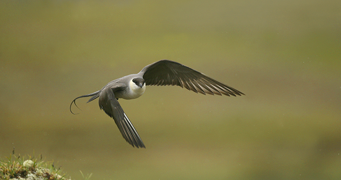 Long-tailed skua The Arctic by BMJ Shutterstock