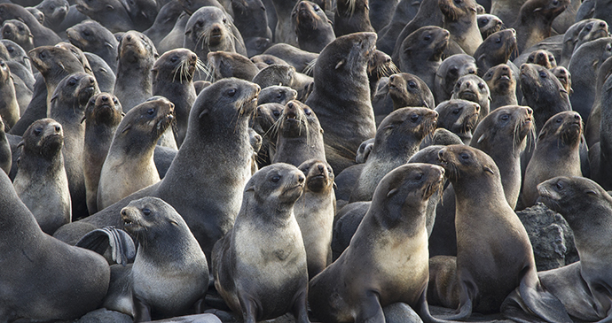 Northern fur seals Bering Sea Arctic by Tarpan Shutterstock