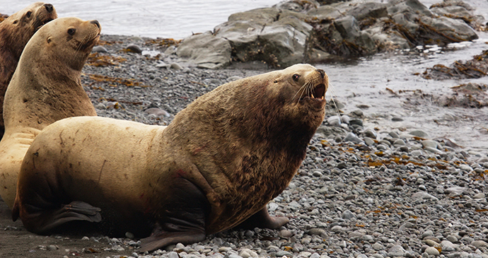 Northern sea lion the Arctic by tryton2011 Shutterstock