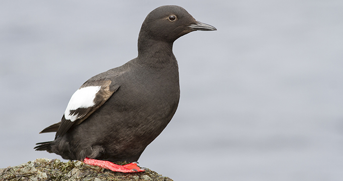 Pigeon guillemot Bering Sea Arctic by Tarpan Shutterstock