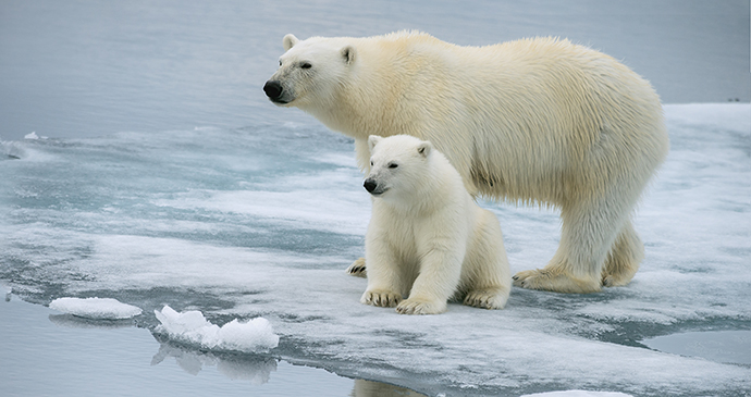 Polar bear arctic by FloridaStock Shutterstock 
