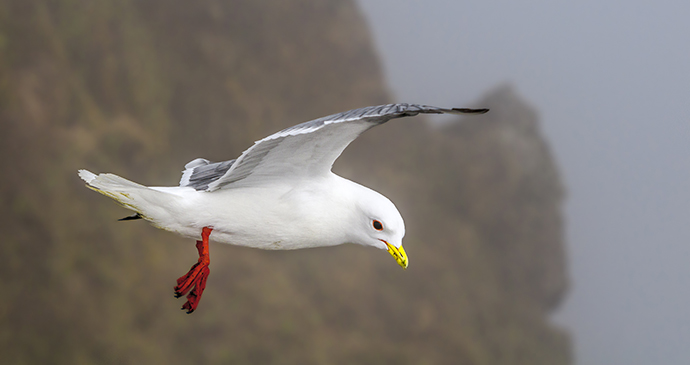 Red-legged kittiwake Bering Sea Arctic by Nick Pecker Shutterstock