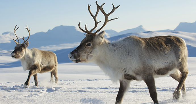 Reindeer The Arctic by Dmitry Chulov Shutterstock