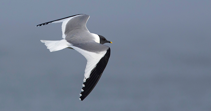 Sabine’s gull The Arctic by Agami Photo Agency Shutterstock