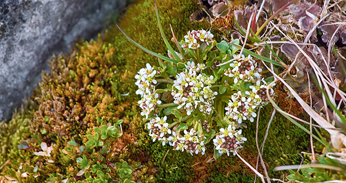 Scurvy-grass Bering Sea the Arctic by Maksimilian Shutterstock