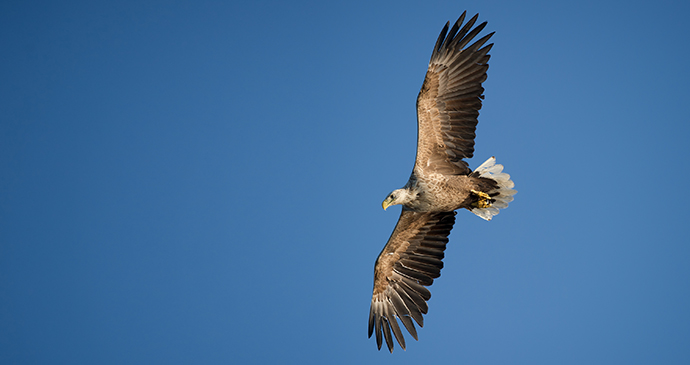 White-tailed sea-eagle The Arctic by Andrew Astbury Shutterstock