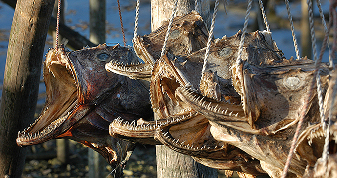 Dried Fish Museum Lofoten Norway Lapland by Ernst Furuhatt, www.nordnorge.com