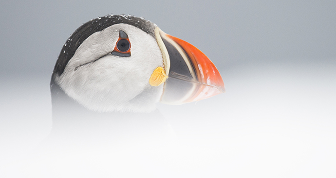 Puffin Svalbard Norway Roy Mangersnes