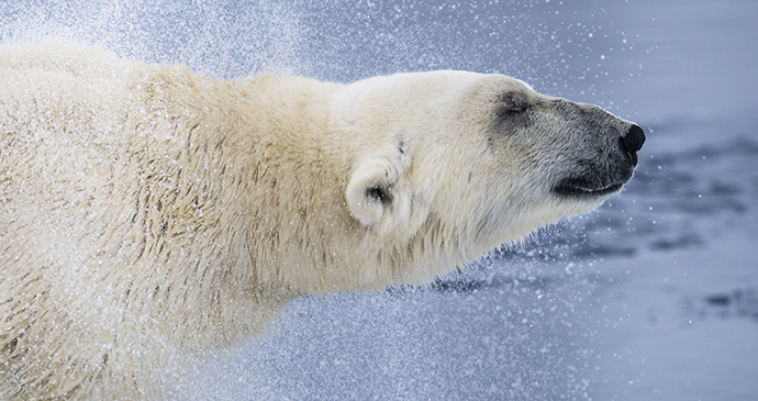 Polar bear, Svalbard by There are more polar bears than people in Svalbard © Roy Mangersnes, www.nordnorge.com 