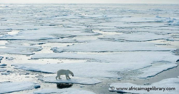 Polar bears Spitsbergen the Arctic by Ariadne Van Zandbergen