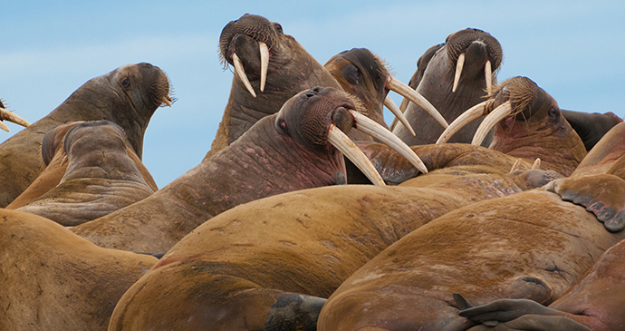 Walrus, Spitsbergen, Svalbard, 52 European Wildlife Weekends by DonLand, Shutterstock